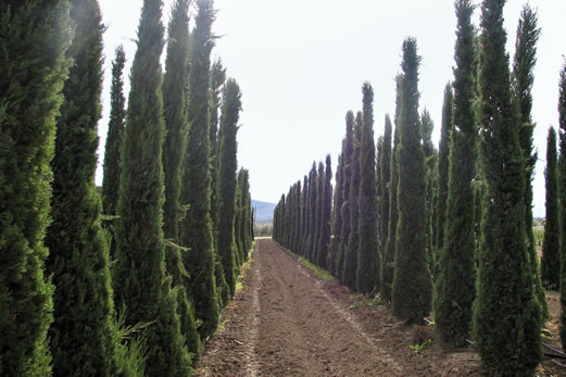 Produzione Florovivaistica